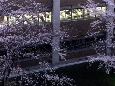 夜桜と新潟大学人文学部校舎20090410