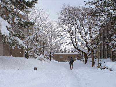 2010年2月5日新潟大学キャンパスの積雪