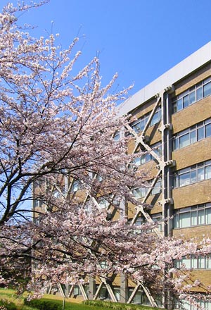 人文学部中庭の桜が満開