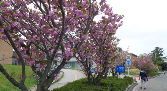 西門の桜が満開