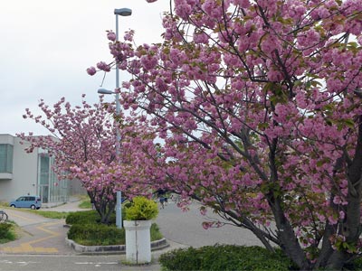 西門の桜が満開