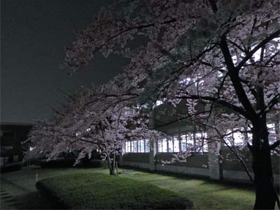 人文学部中庭の桜