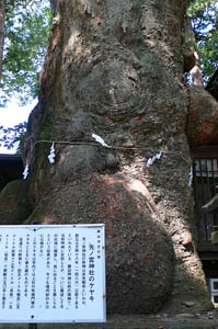 先宮神社境内の欅