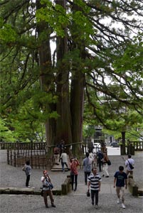 戸隠神社中社の三本杉