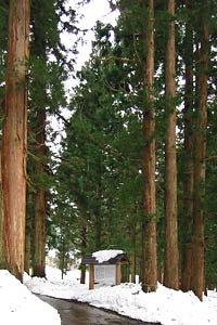 八海神社の杉並木