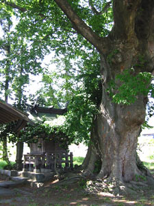 桜井神社の巨木