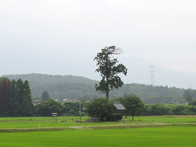 滝神社遠景