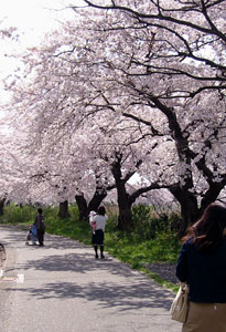 鳥屋野潟の桜