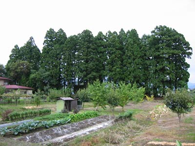 村松町中名沢の十二神社社叢