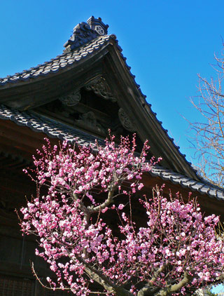 蒲原神社境内の梅花