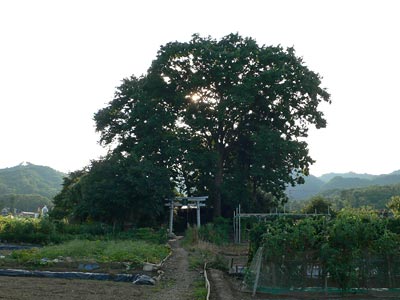 弥彦村の十二神社
