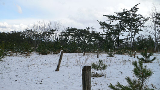 冬の防風林
