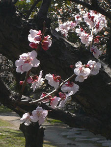 白山神社境内の梅花