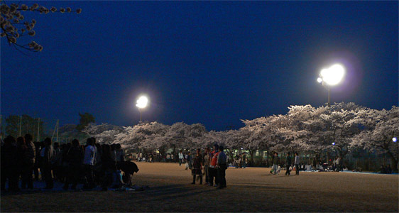 内野小学校の夜桜