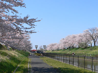 鷲ノ木大通川両岸の桜