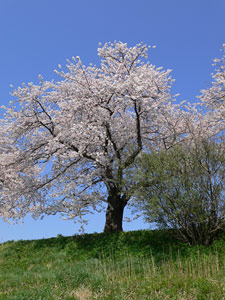 桜遊歩道公園の桜の大樹