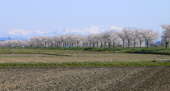 新潟市南区松橋の桜並木