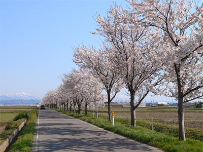 粟ケ岳と桜