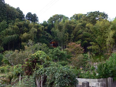 刈羽村西元寺の諏訪神社遠景