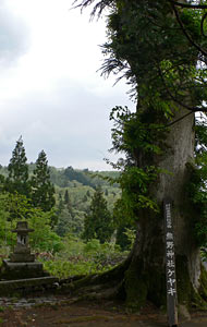 九島の熊野神社境内御神木