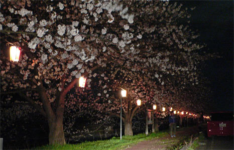 すごぼりの夜桜