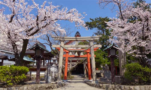 桜が満開の湊稲荷神社
