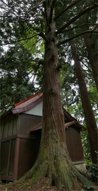 旧吉川町高沢入の諏訪社境内の杉