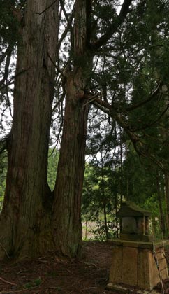 旧吉川町下小沢の熊野社境内の杉