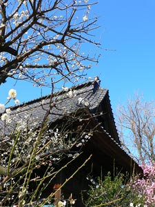 蒲原神社の梅